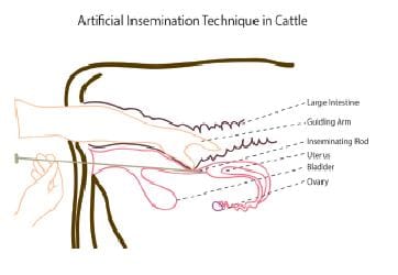 artificial insemination