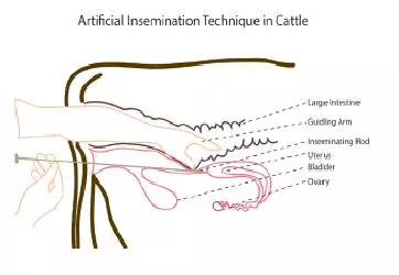 artificial insemination